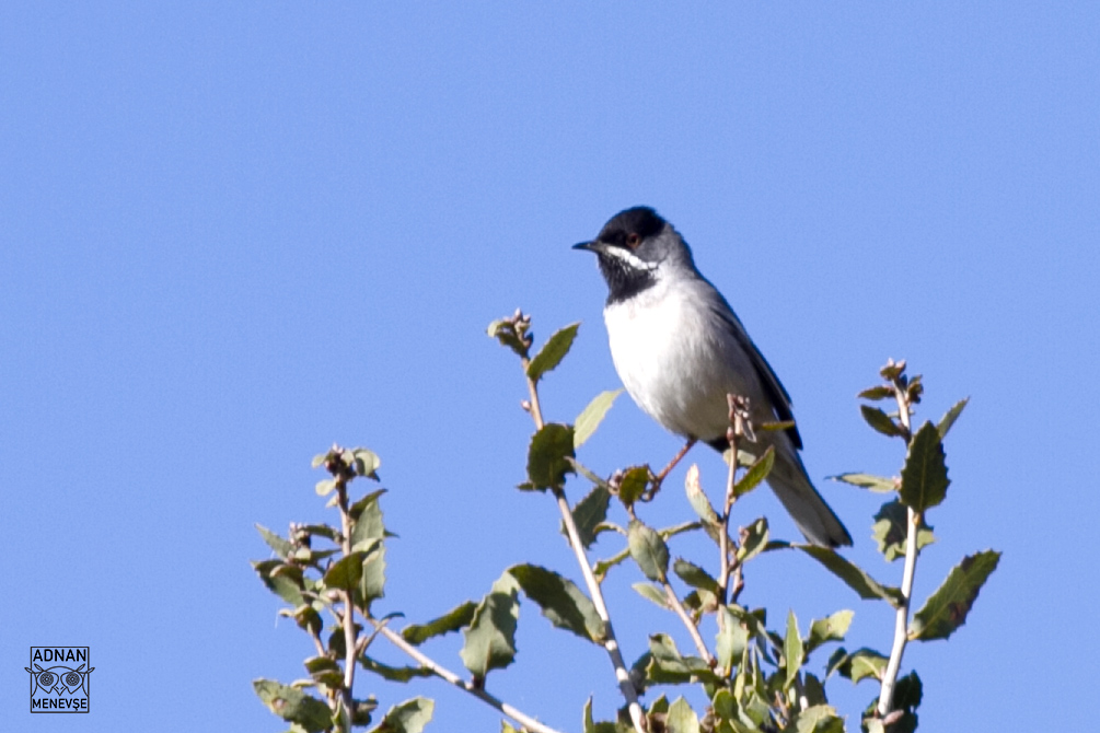 Rüppell's Warbler